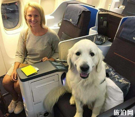宠物狂犬抗体检测多少钱？贝倍爱宠物服务带你了解