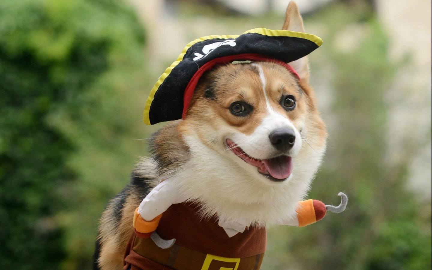 宠物狂犬抗体检测多少钱？贝倍爱宠物服务带你了解