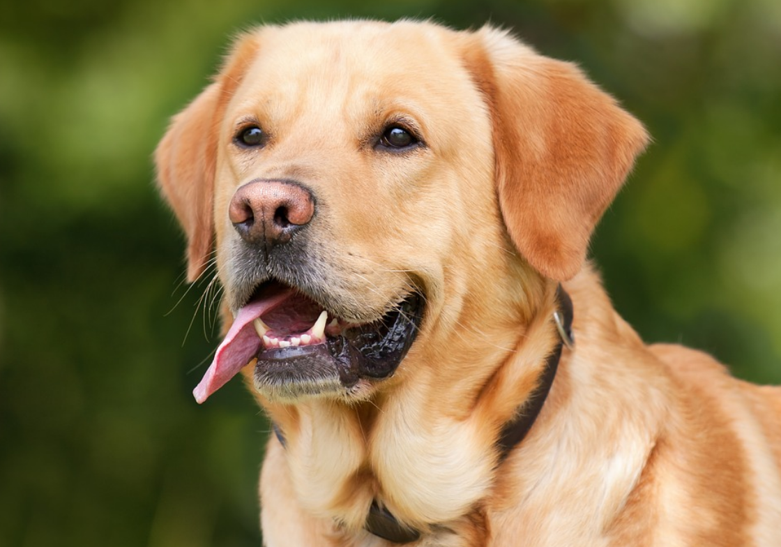 宠物狂犬抗体检测多少钱？贝倍爱宠物服务带你了解