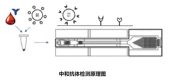 健康护盾，狂犬病中和抗体检测的重要性