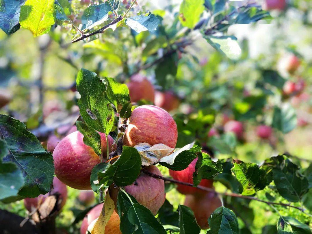 河北顺平：金秋苹果挂满树 丰收时节直采忙