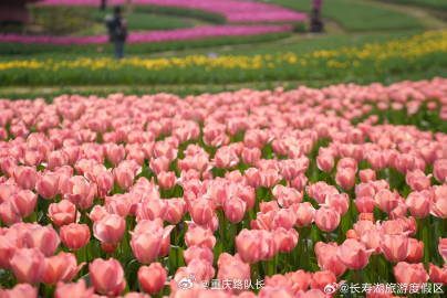 郁金香作伴！长寿湖半程马拉松3月3日开跑