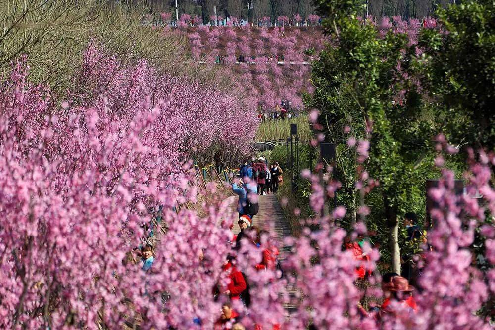 直冲19℃！本周末重庆天气很给力 一起踏青出游去