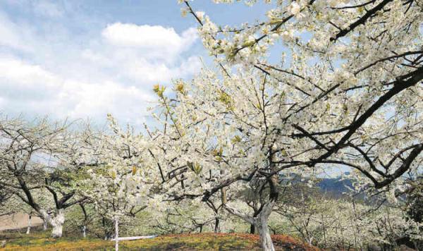 第六届巫山李花节开幕 30万亩李花邀你来赏