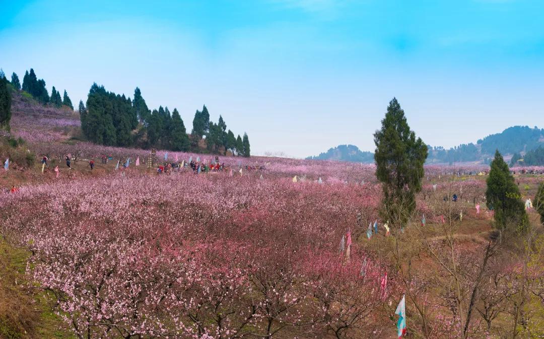 桃花红了 三月到合川太和镇踏青赏花去
