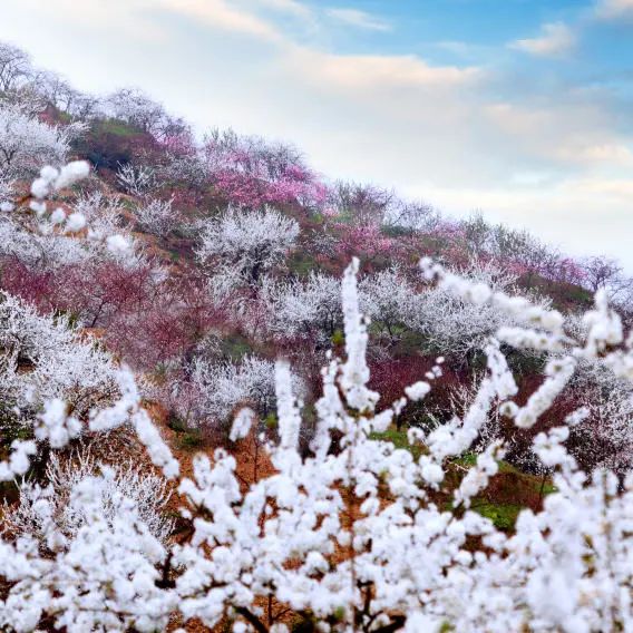 阳春时节来看“雪”，第十四届渝北统景印盒李花观赏季活动启幕