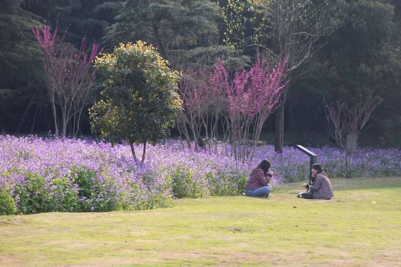 晚春有李|巫溪晚李主题公园本月20日开园 许你一场春日的浪漫