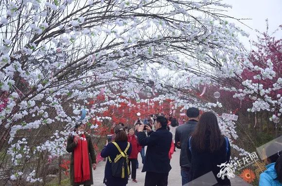 晚春有李|巫溪晚李主题公园本月20日开园 许你一场春日的浪漫