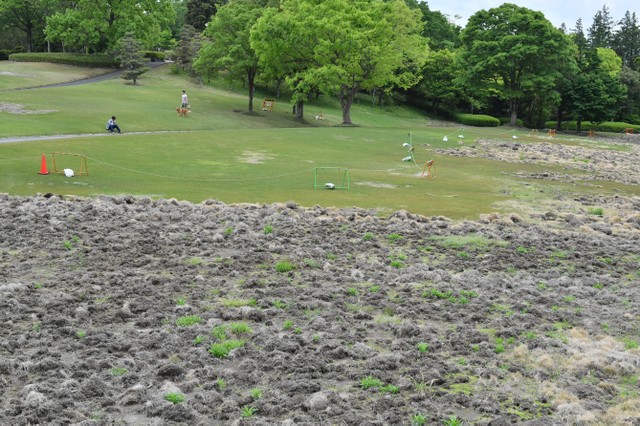 共创草坪：截至2025年3月20日，公司的股东总户数为9,563户