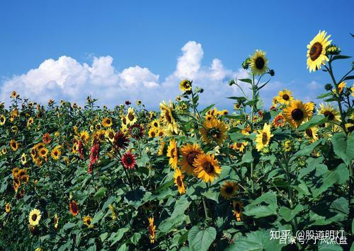 山东赫达：美国是公司植物胶囊产品重要出口目的地