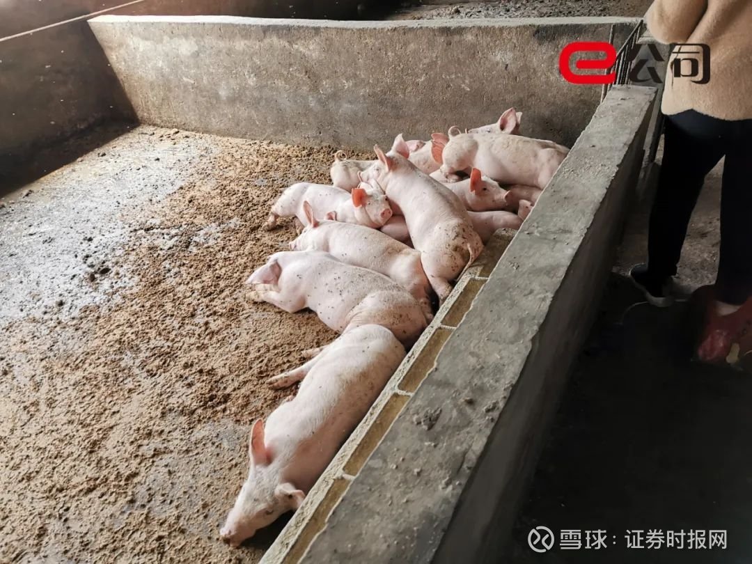 温氏股份:公司毛鸡出栏完全成本为5.5-5.6元/斤