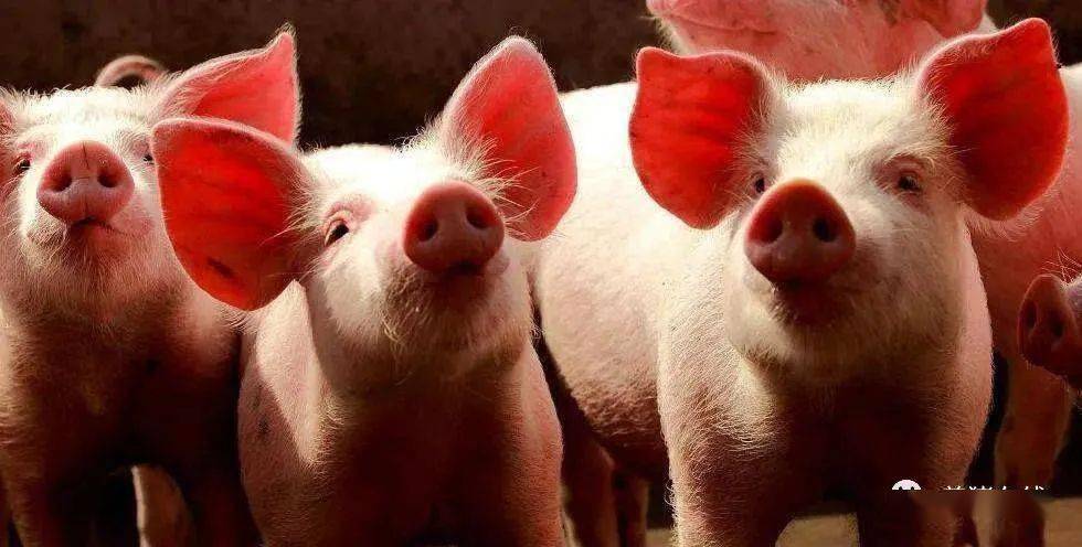 天康生物：优化饲料成本结构应对价格波动