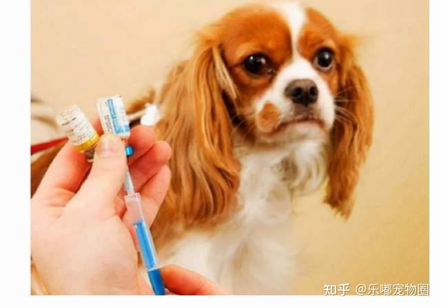 天康生物:已在宠物疫苗领域开展前期调研工作