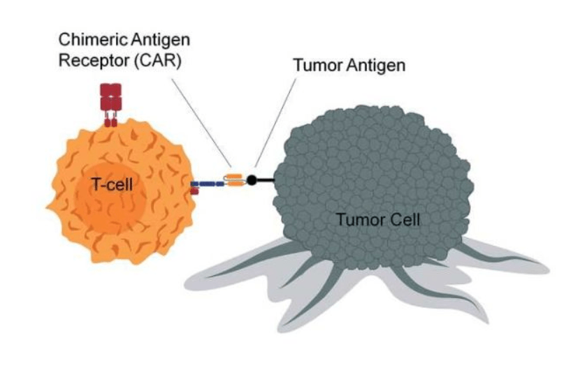 华邦健康：普瑞金CAR-T注射液获FDA孤儿药资格认定