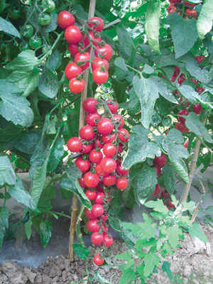 富邦科技:番茄公社构建智能感知网络