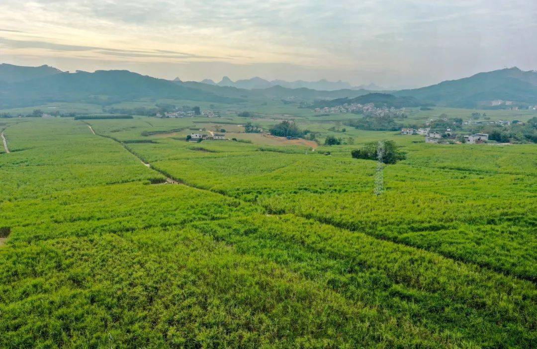 广农糖业：2025/26榨季生产正在进行中