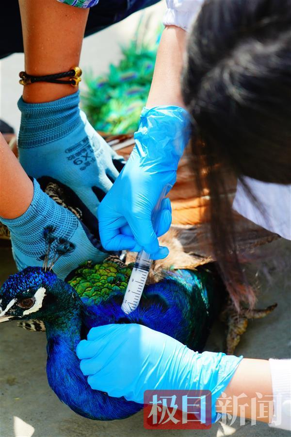 天康生物：出海业务围绕饲料与动物疫苗展开