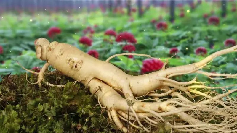 益盛药业：公司药品的研发以产品二次开发为主